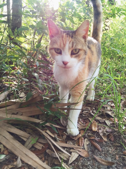 coziepeach: okay this is the second time i’ve met a cat on a walk. call me crazy, but i think i may or may not be a cat whisperer