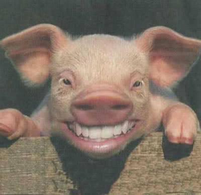 tealeavesanddelirium:  OMG I just looked up animals with human teeth on google and