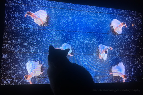 Watching The Nutcracker with May.  She started paying attention when the Mouse King appeared.