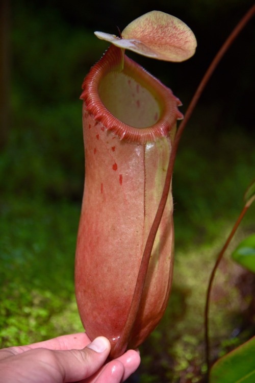 jeremiahsplants: Nepenthes and a Sarracenia in the greenhouse today. N. rajah, N. hamata, N. lowii x