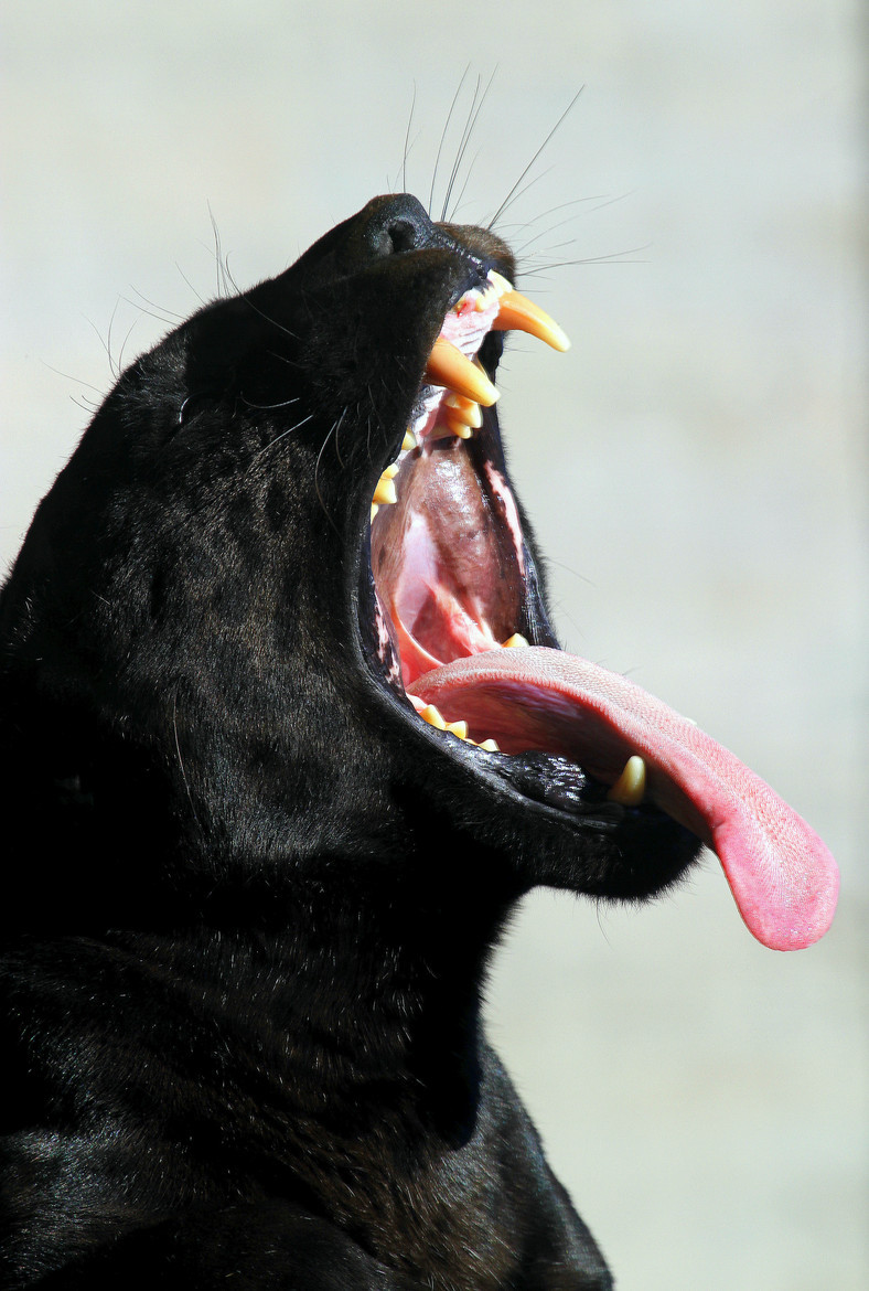 earthandanimals:   The jaws of the beast by Rainer Leiss  