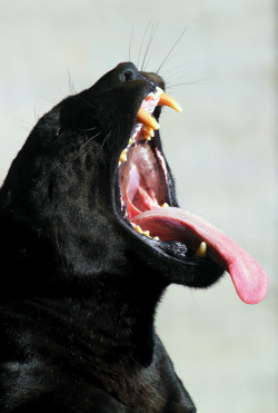 earthandanimals:   The jaws of the beast