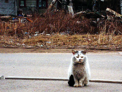 Ruler of the streets (by Andero Sepp)