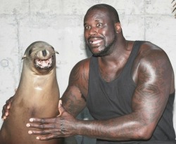 juicyjacqulyn:  adulthoodisokay:  This photo of Shaq with a seal is everything I’ve ever wanted.   I didn’t realize I needed this photo until right now 