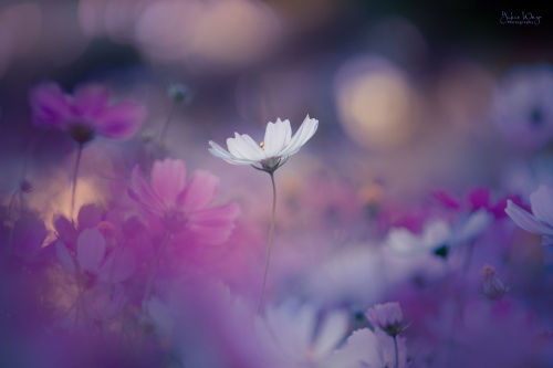 floralls:  by Yukie Wago   adult photos