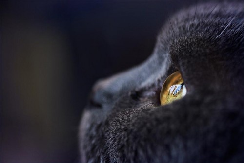 dannielkan:  Cats…everybody love cats! 