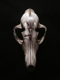 roadkillandcrows:  Fox and blackbird skull.