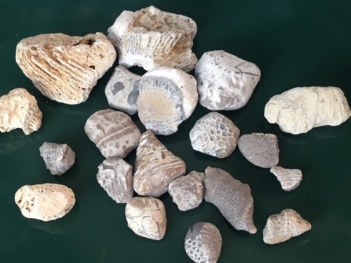 fossiliferous pebbles found in Lake Michigan