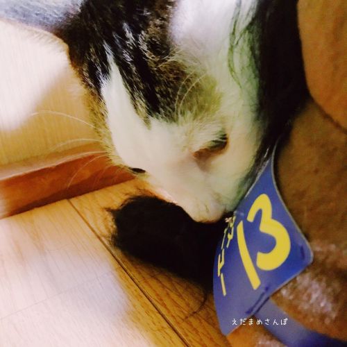 今日は #京都記念 に #ラヴズオンリーユー が出走.ラヴズオンリーユーの尻尾がめちゃくちゃ気になったらしい まめ。においを嗅ぎ倒していた。ヤメテ。...#cat #catstagram #catso