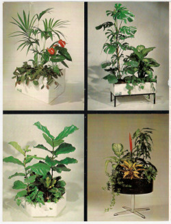 tom-joyes:   Office Plants 