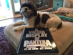 josemangin:  Our dog #RockyDimebag enjoying the new @panteraofficial picture book that we ordered on #amazon #getchapull #AVulgarDisplayOfPantera - get your copy now before they run out! In fact buy 3️⃣!!! (at Costa Mesa, California)