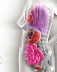 sir-ash:  carefreeblvckgirl:  the-ummahs-blog:  curveyhunnie:  How a woman’s internal organs move when she’s pregnant.  Subhan Allah  I can’t stop watching it  Me either. Momma I luh you. 