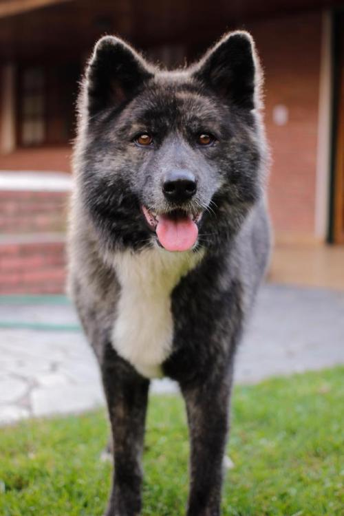 doggopupperforpres: I’m a photographer and she is my best model.
