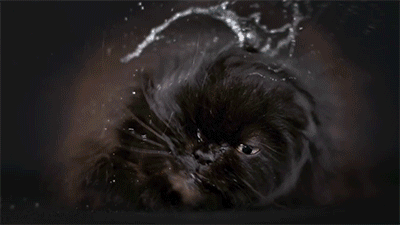 Those Cats Shaking In Slow Motion Is So Funny To Watch - Watch The Full Video