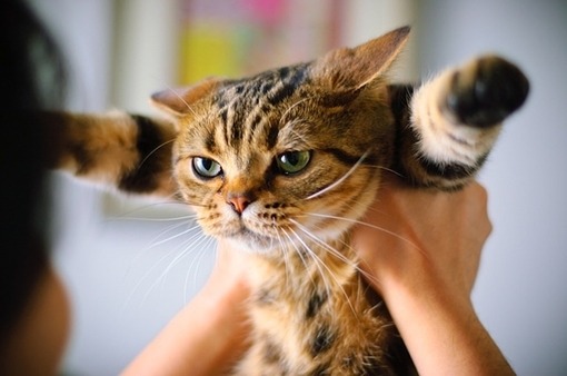cuteanimalsaww:  Follow For Cute Animals Everyday