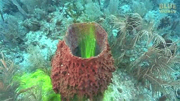 an-octoplus:  whatsbelowthesurface:  sizvideos:  Man adds dye to sea sponge - Video