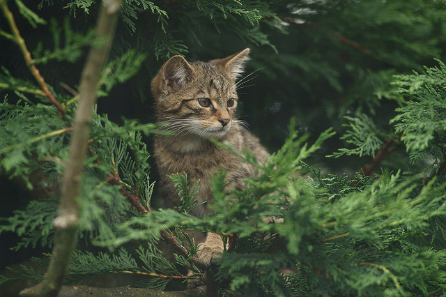 distainted:  On Lookout by Peter Trimming 