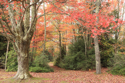 Above is a sampling of the fall colors from this past weekend at Blackwater Canyon. Due to the extre