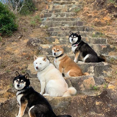 wildflowers-wild-hearts:wildflowers-wild-hearts:  Wait though. Is this the family where the white dog ruins all of their family photos?    It is, and I love her. 