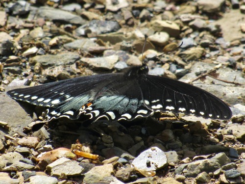 I saw several kinds of butterflies yesterday but the only ones I managed to get pictures of were thi