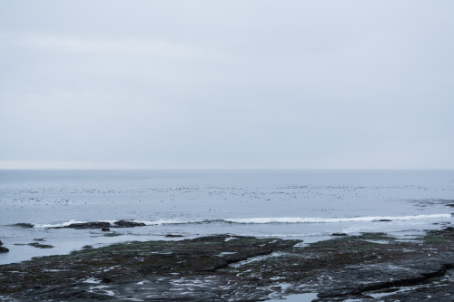 darkcoastphotography:  Botany Bay, Vancouver Island, 2015 tumblr | flickr | facebook | society6 | instagram Do Not Remove My Credits 