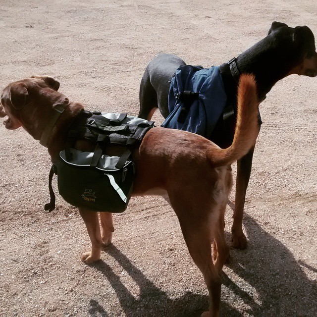 Packdogs ready #backpacking #hiking #aztrail #pets #dogs #getoutside