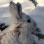 w1nterbun