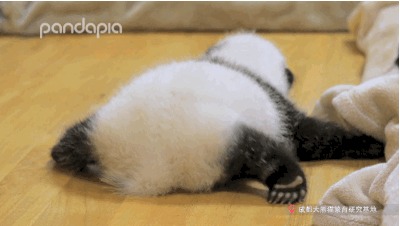 Baby Panda Gif Explore Tumblr Posts And Blogs Tumgir