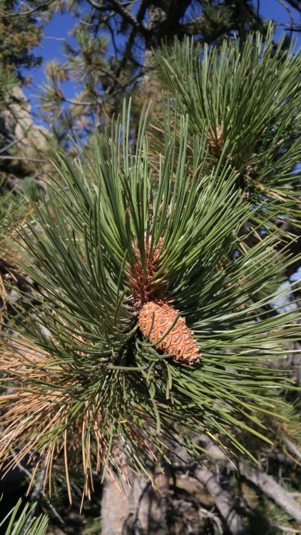 Pinus ponderosa is in the family Pinaceae. Commonly known as Ponderosa pine, or western yellow pine,