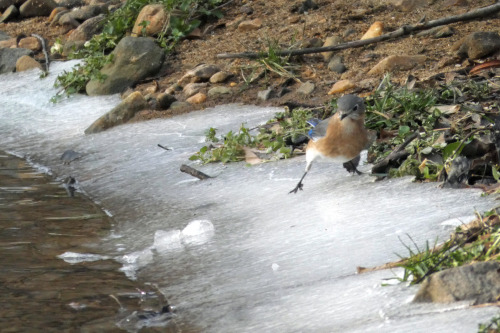 Be careful, it’s slippery out there!Eastern Blue Bird (Sialia sialis)January 24, 2022Southeastern Pe