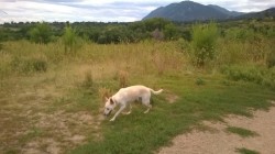 I took a break from class and went to the park. I had a blast and so did the dogs :)