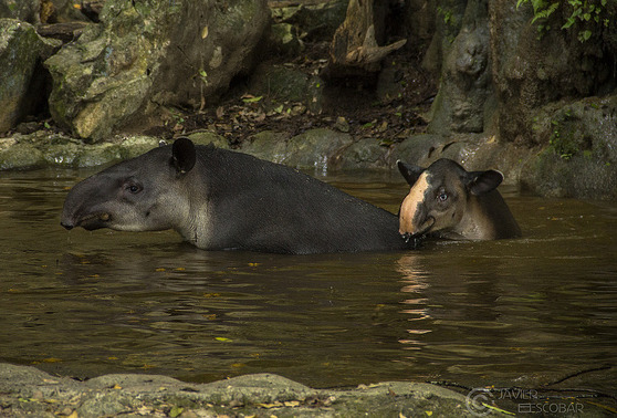 fyanimaldiversity:  Piebalding in Baird’s Tapir (Tapirus bairdii)Your typical Baird’s