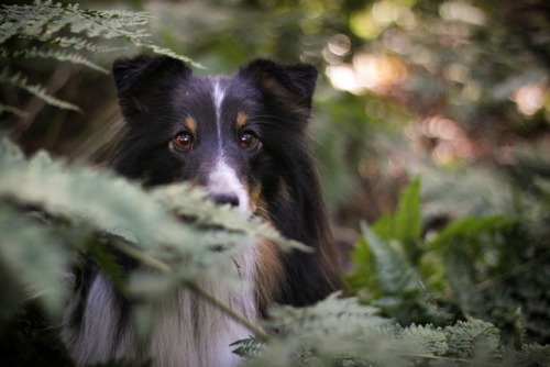 sammythesheltie:Nemophilist (n.) - a haunter of the woods; one who loves the forest and its beauty a