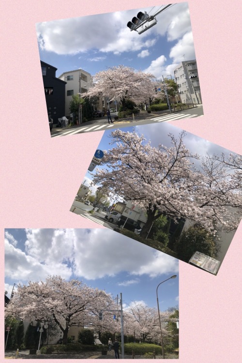 Sunny And Blooming