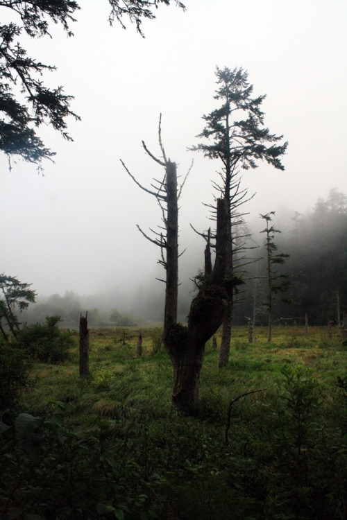 bright-witch:Coastal Fog Print Shop