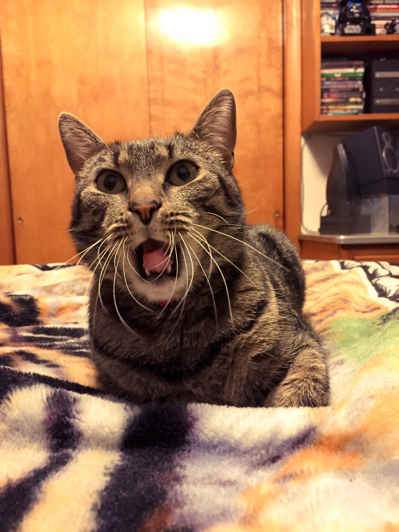 mykeowns:  The Yawn. 