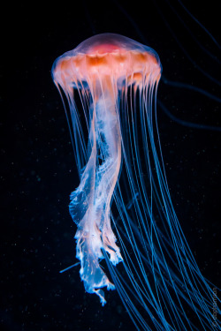 mooonjellies:  DBP Harrison