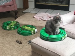 never-let&ndash;it-die:  Back-flushed water lines today. One of my hoses made a friend.