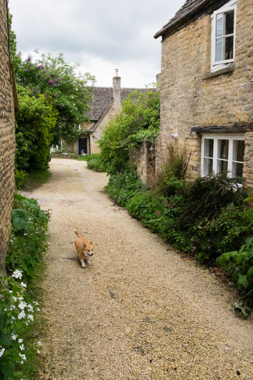 nellofoxford:Nell in the Cotswolds, Charlbury, Oxfordshire, England