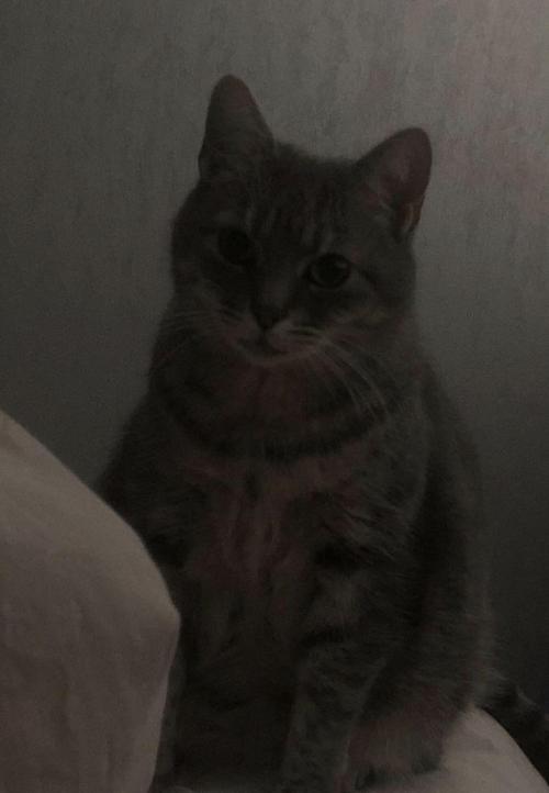 cutecatpics:Got woken up by Rosie staring at me today Source: Sterge08 on catpictures.