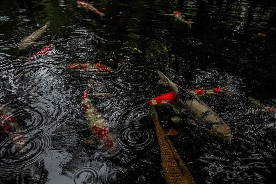 neva-undastood:  sixpenceee:  Pictures of Japan during the rainy season look like