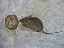 pagewoman: Mouse eating a walnut.   Roman