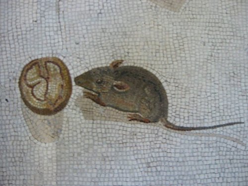 pagewoman:Mouse eating a walnut.  Roman mosaic from 200 BC.via Waldemar Januszczak