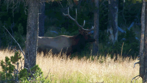 rivermusic: I See YouBull elk (wapiti) in Biscuit Geyser BasinYellowstone National Parkgif by riverm