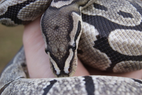 daedricsnakes:Someone was feeling a little shy todayHis colors