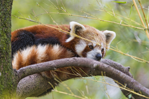 giraffeinatree:  Cute red panda on the tree (by Tambako the Jaguar) 