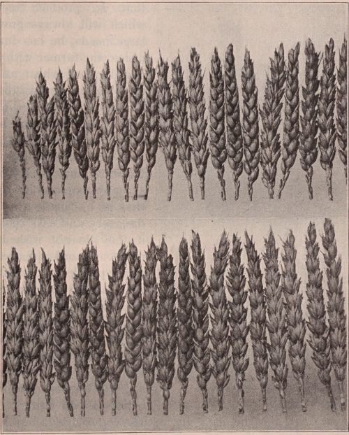 “Variation of size and shape of heads of wheat.” Biology for high schools. 1920.Internet