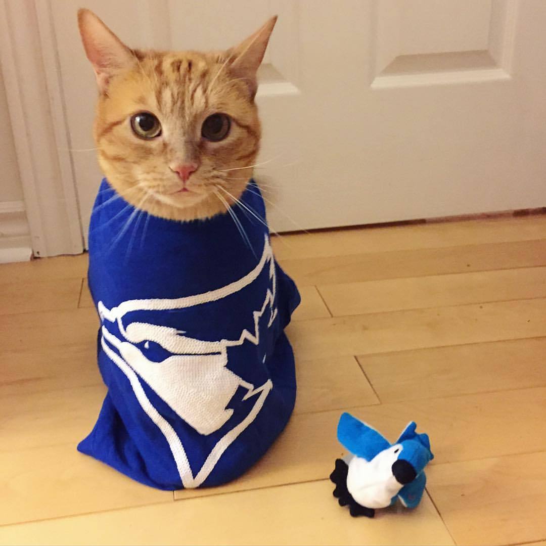 Let’s go Bluejays! ⚾️ #cats #catsofinstagram #cute #bluejays #gobluejays