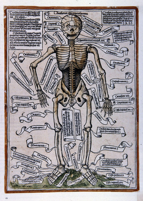 sciviz: harvardfineartslib: Meet the earliest printed medical illustration of the human skeleton fro