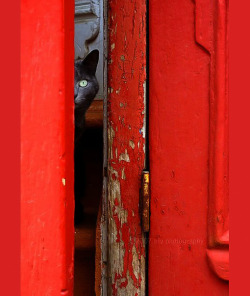 red-lipstick:  Nicola Vachon aka NFV Photography (Saint-Roch, Quebec City, QC, Canada) - Spy Cat, 2007    Photography 